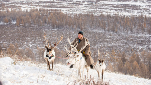 High angle view of man sitting on reindeer