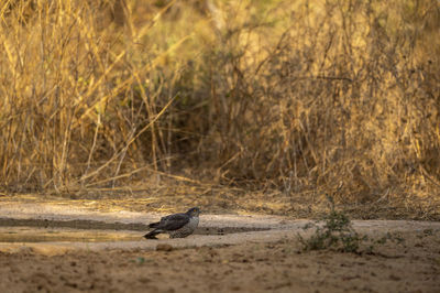 Side view of a bird on field