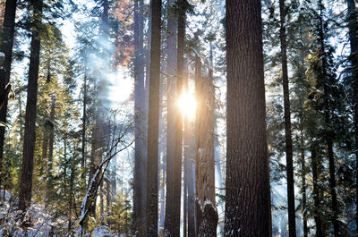 Sun shining through trees