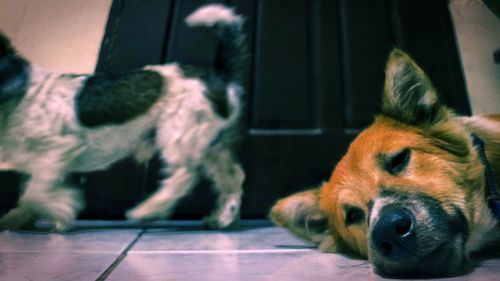 Portrait of dog lying down on floor at home