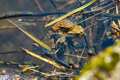 Close-up of frog on plant