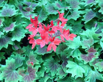 Close-up of red flowers