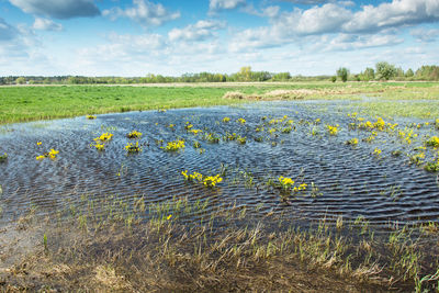 Scenic view of water on the meadow and sky