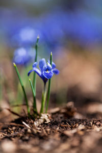 Close-up of purple crocus flowers on field