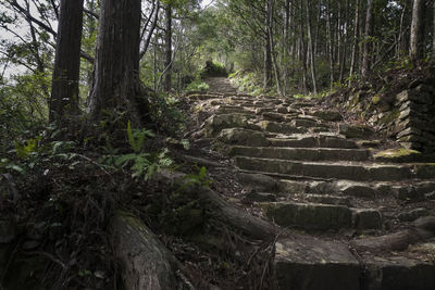 Footpath amidst trees in forest