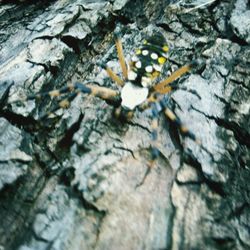 Bird on tree stump