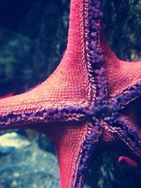 Close-up of starfish in sea