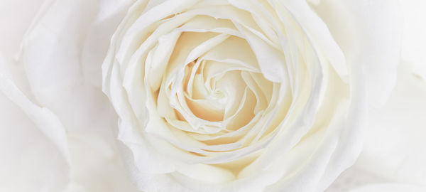 Close-up of white rose