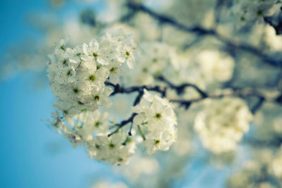 Close-up of white cherry blossom tree