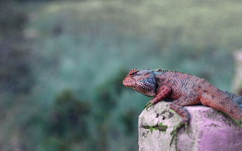 Close-up of a lizard on rock