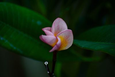 Close-up of flowering plant