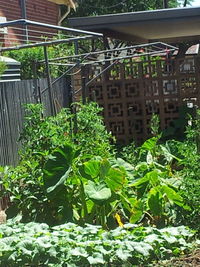 Plants growing in backyard