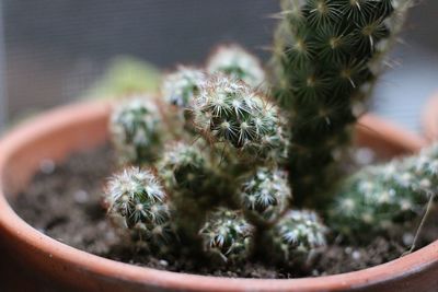 Close-up of cactus plant