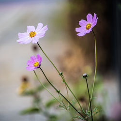 Close-up of pink cosmos flowers