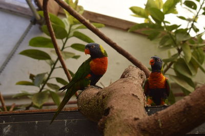 View of parrot perching on plant
