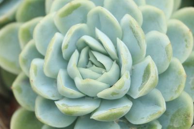 Full frame shot of succulent plant