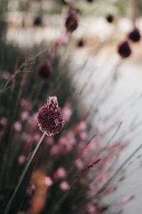 Close-up of pink flowering plant