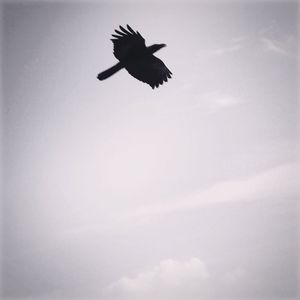 Low angle view of bird flying against sky