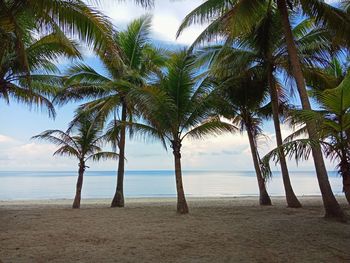 Palm trees on beach against sky