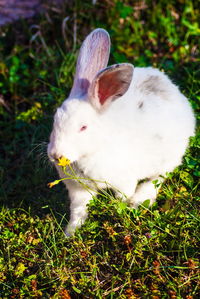 Close-up of white cat lying on grass