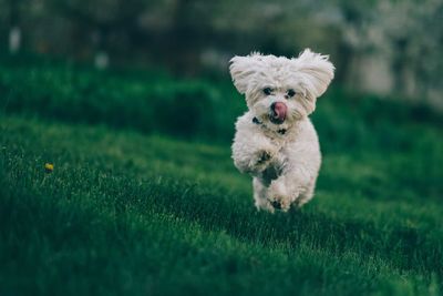 Dog running on grass