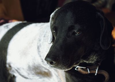 Close-up of dog looking away