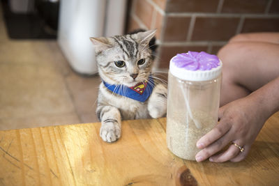 Midsection of kitten on table