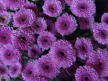 Full frame shot of pink flowering plants