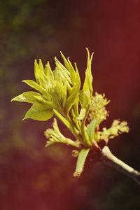 Close-up of yellow flowering plant