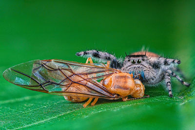 Close-up of insect