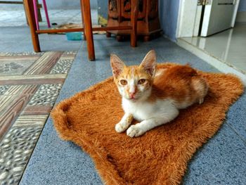 Portrait of cat sitting on sofa at home