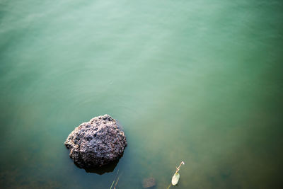 High angle view of crab on rock