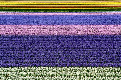 Scenic view of field