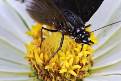 Close-up of butterfly pollinating on flower