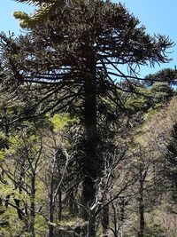 Low angle view of pine tree