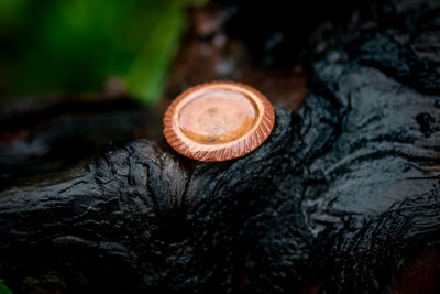 Close-up of snail on tree trunk