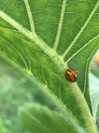 Close-up of ladybug on leaf