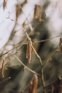 Close-up of plant. alder tree.