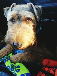 Close-up portrait of dog