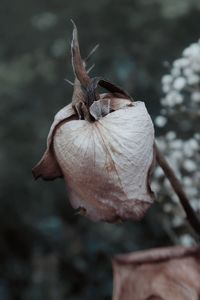 Close-up of wilted plant