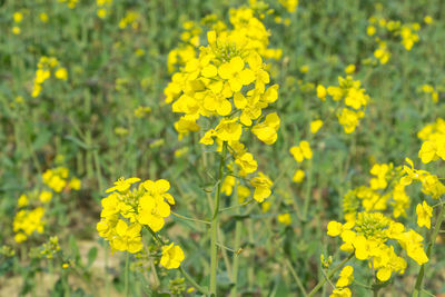 Yellow flowers blooming in field