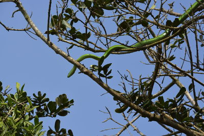 Low angle view of tree against clear sky
