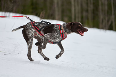 Dog running on snow covered land