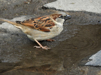 High angle view of bird