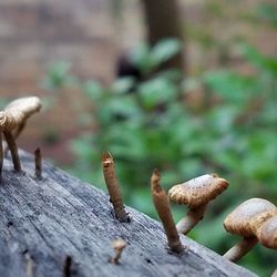 Close-up of mushrooms on wood