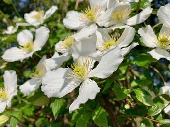 Close-up of white flowering plants