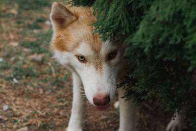 Portrait of siberian husky dog.siberian husky is sitting on the ground of grass.it so cute.