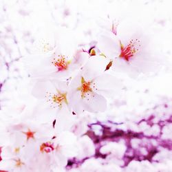 Close-up of pink flowers
