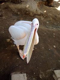 High angle view of bird