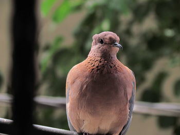 Close-up of pigeon perching on railing
